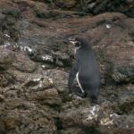 2 Penguin - 100_0741 - 12.26.06 18.11