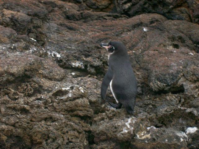 2 Penguin - 100_0741 - 12.26.06 18.11