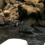 2 Penguins, Crabs, Rocks, Water - Crop - 100_0755 - 12.26.06 18.17