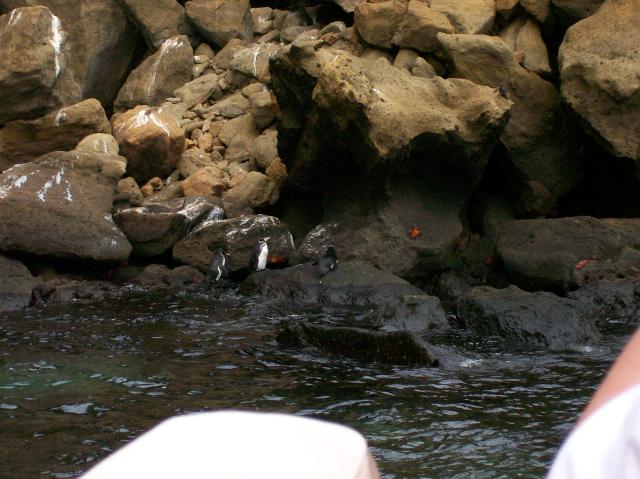 2 Penguins, Crabs, Rocks, Water - Crop - 100_0755 - 12.26.06 18.17