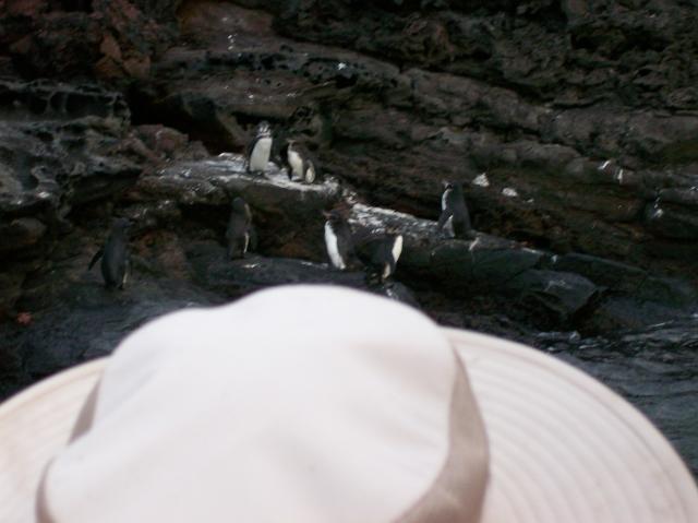 3 7 Penguins - 100_0785 - 12.26.06 18.30