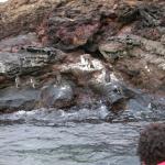 3 7 Penguins - 100_0811 - 12.26.06 18.35