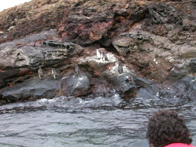 3 7 Penguins - 100_0811 - 12.26.06 18.35
