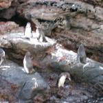 3 7 Penguins Blurred - 100_0802 - 12.26.06 18.33