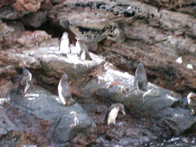 3 7 Penguins Blurred - 100_0802 - 12.26.06 18.33