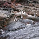 3 7 Penguins, Crabs - 100_0814 - 12.26.06 18.36