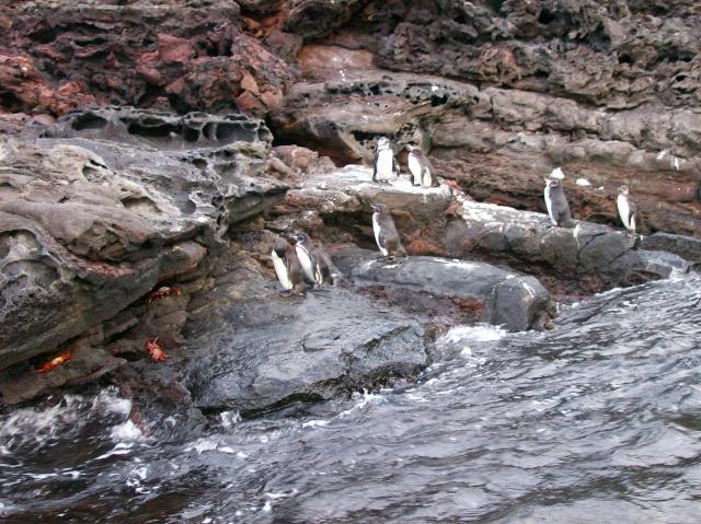 3 7 Penguins, Crabs - 100_0814 - 12.26.06 18.36