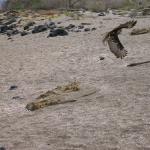3 Bird - 100_0627 - 12.26.06 10.18