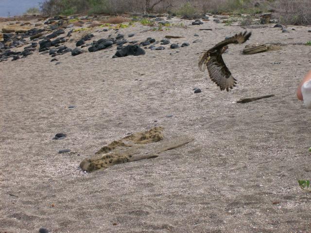 3 Bird - 100_0627 - 12.26.06 10.18