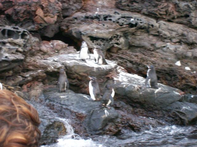 3 Many Penguins - 100_0787 - 12.26.06 18.30
