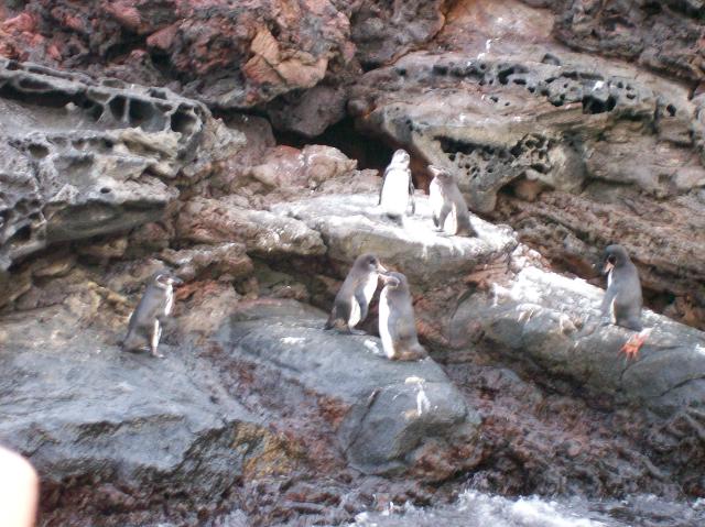3 Many Penguins - 100_0799 - 12.26.06 18.33