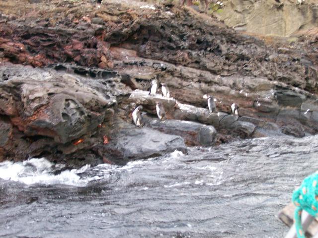 3 Many Penguins - Crop - 100_0815 - 12.26.06 18.36