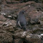 3 Penguin - 100_0740 - 12.26.06 18.11