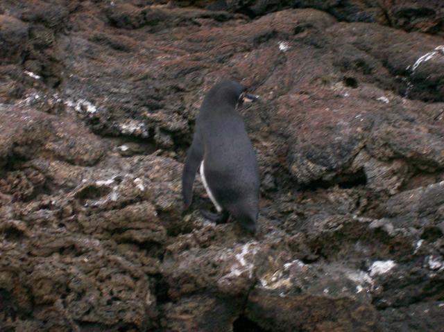 3 Penguin - 100_0740 - 12.26.06 18.11
