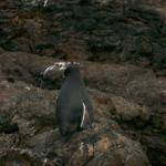 3 Penguin - 100_0743 - 12.26.06 18.11