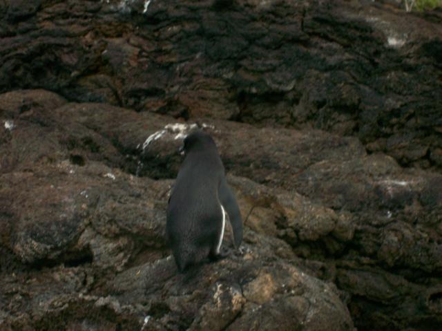 3 Penguin - 100_0743 - 12.26.06 18.11