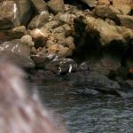 3 Penguins, Crabs, Rocks - Crop - 100_0757 - 12.26.06 18.18