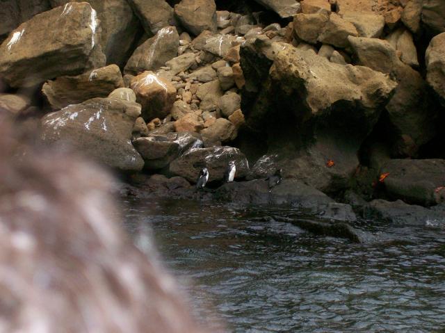 3 Penguins, Crabs, Rocks - Crop - 100_0757 - 12.26.06 18.18