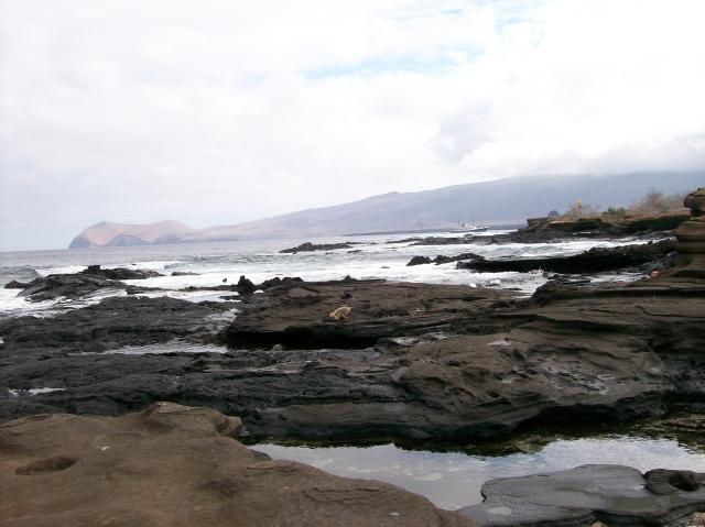 3 Sea Lion - 100_0619 - 12.26.06 09.52
