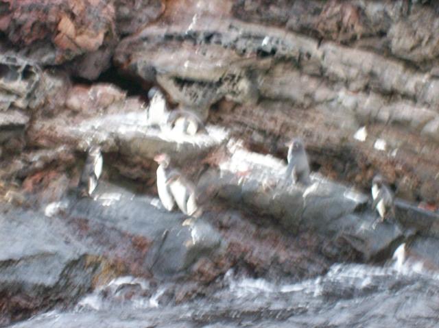 4 7 Penguins Blurred - 100_0803 - 12.26.06 18.33