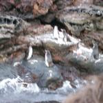 4 7 Penguins Blurred - 100_0806 - 12.26.06 18.34