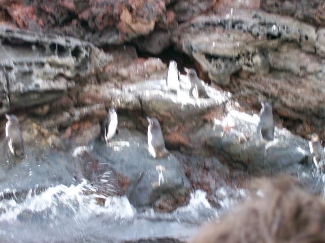 4 7 Penguins Blurred - 100_0806 - 12.26.06 18.34