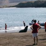 4 Beach, Sea Lion, Zodiac - 100_0649 - 12.26.06 11.34