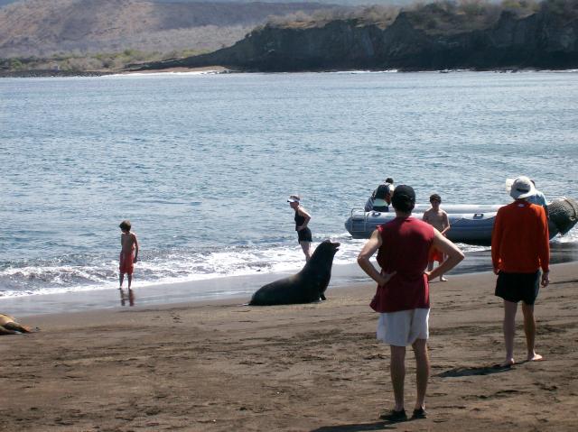 4 Beach, Sea Lion, Zodiac - 100_0649 - 12.26.06 11.34