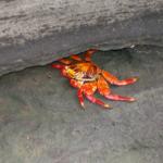 4 Crab - 100_0623 - 12.26.06 09.53