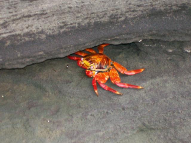 4 Crab - 100_0623 - 12.26.06 09.53