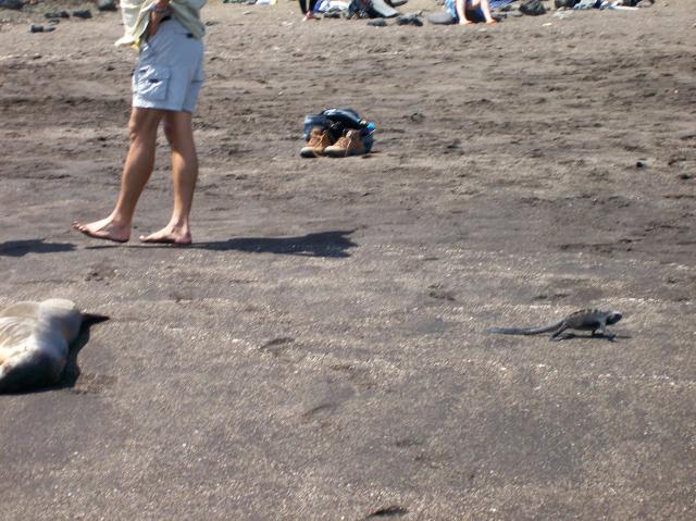 4 Iguana - 100_0705 - 12.26.06 12.17