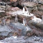 4 Many Penguins - 100_0796 - 12.26.06 18.32