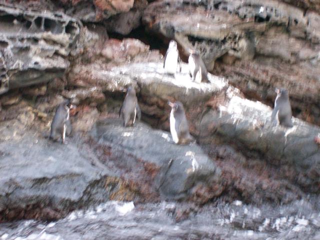 4 Many Penguins - 100_0796 - 12.26.06 18.32