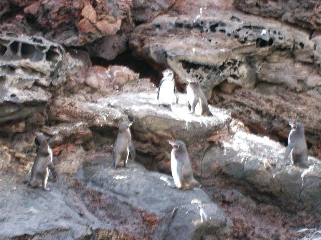 4 Many Penguins - 100_0797 - 12.26.06 18.32