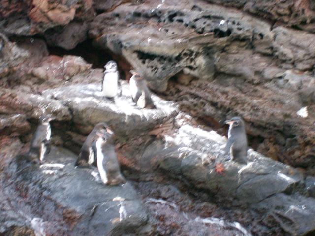 4 Many Penguins - 100_0801 - 12.26.06 18.33