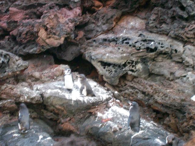 4 Many Penguins - 100_0809 - 12.26.06 18.35