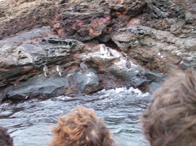 4 Many Penguins - 100_0810 - 12.26.06 18.35