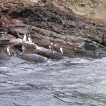 4 Many Penguins - 100_0816 - 12.26.06 18.36