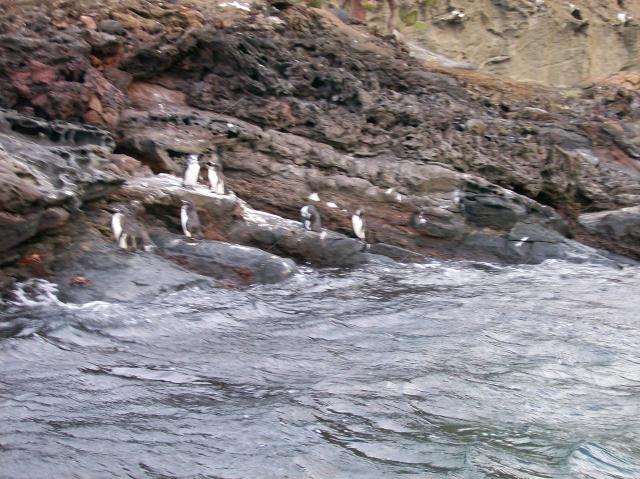 4 Many Penguins - 100_0816 - 12.26.06 18.36