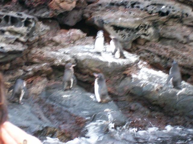 4 Many Penguins Blurred - 100_0792 - 12.26.06 18.31