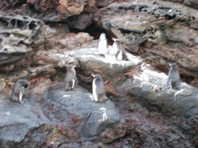 4 Many Penguins Blurred - 100_0793 - 12.26.06 18.31
