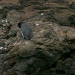 4 Penguin - 100_0735 - 12.26.06 18.08