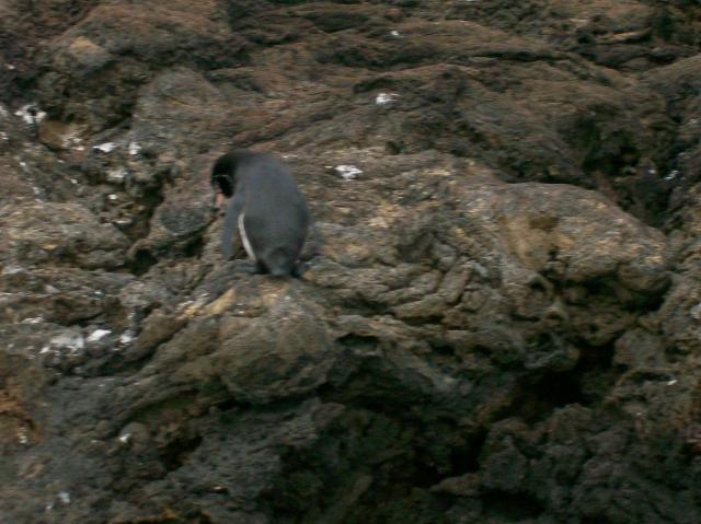 4 Penguin - 100_0735 - 12.26.06 18.08