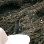 4 Penguin - 100_0737 - 12.26.06 18.09
