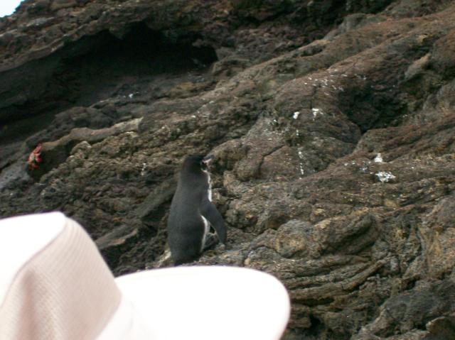 4 Penguin - 100_0737 - 12.26.06 18.09