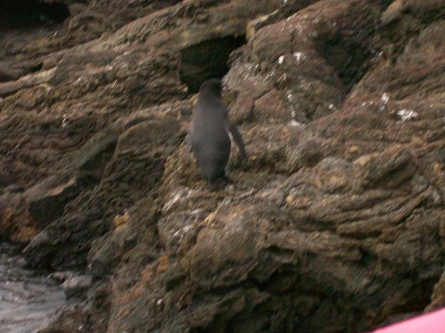 4 Penguin - 100_0738 - 12.26.06 18.09
