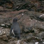 4 Penguin - 100_0742 - 12.26.06 18.11