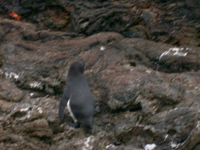 4 Penguin - 100_0742 - 12.26.06 18.11