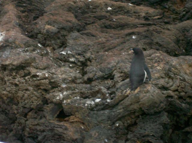 4 Penguin Back - Crop - 100_0732 - 12.26.06 18.07