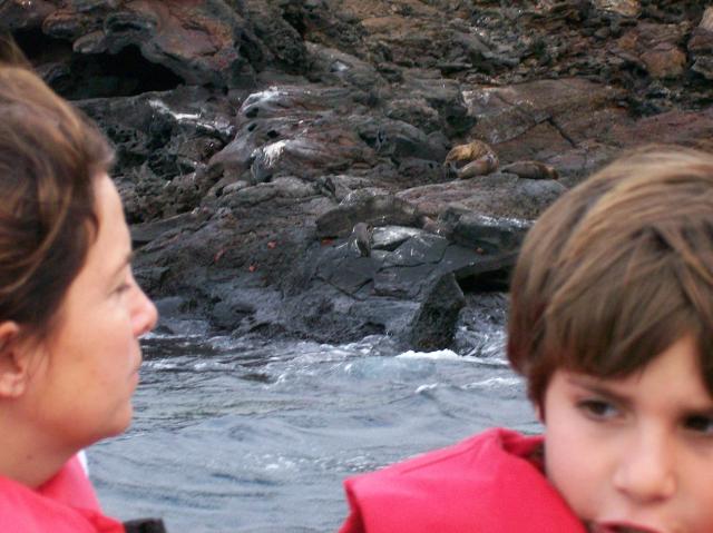 4 Penguin, Sea Lions, Crabs - 100_0780 - 12.26.06 18.29